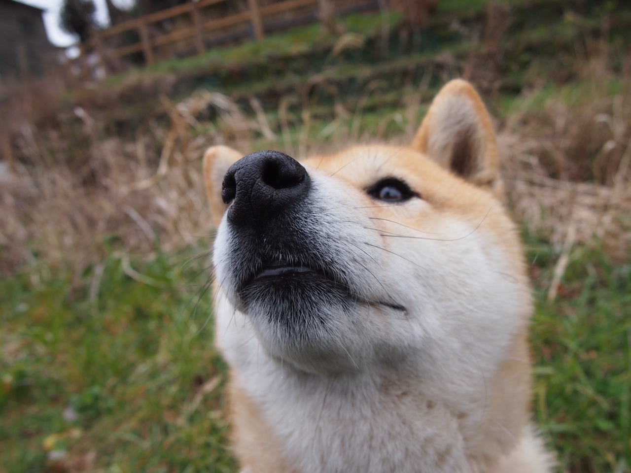 _鹈鹕队潜力无限,逐步追赶领先者_,鹈鹕队改名前是哪个队