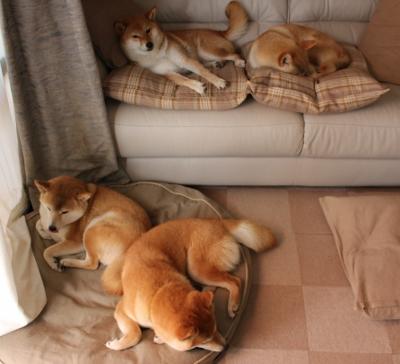 “德甲争冠白热化,积分榜战火不断燃烧”,德甲积分2020-2021