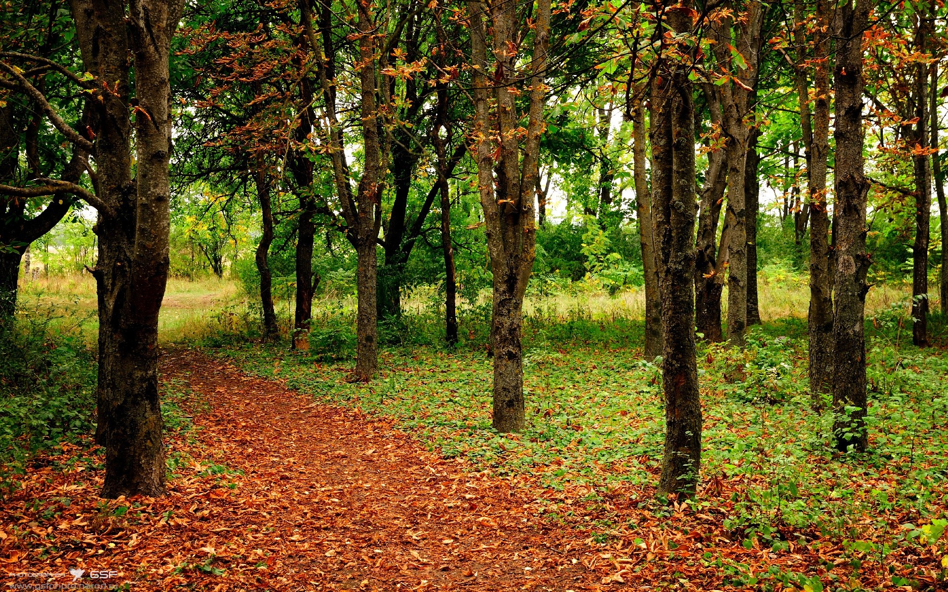 “球场大咖秀:明星球员的非凡绝技”,球星打比赛