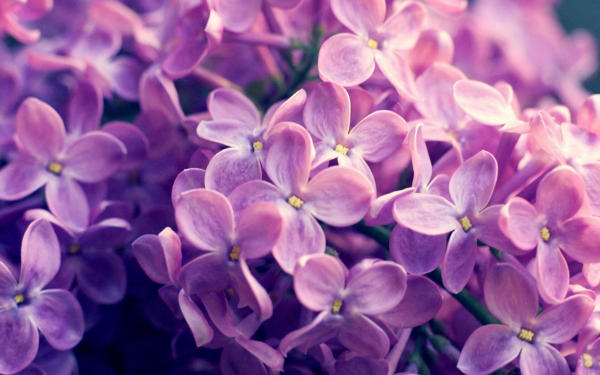 _冬奥会火炬传递感人瞬间:点亮希望之火_,冬奥会 火炬传递