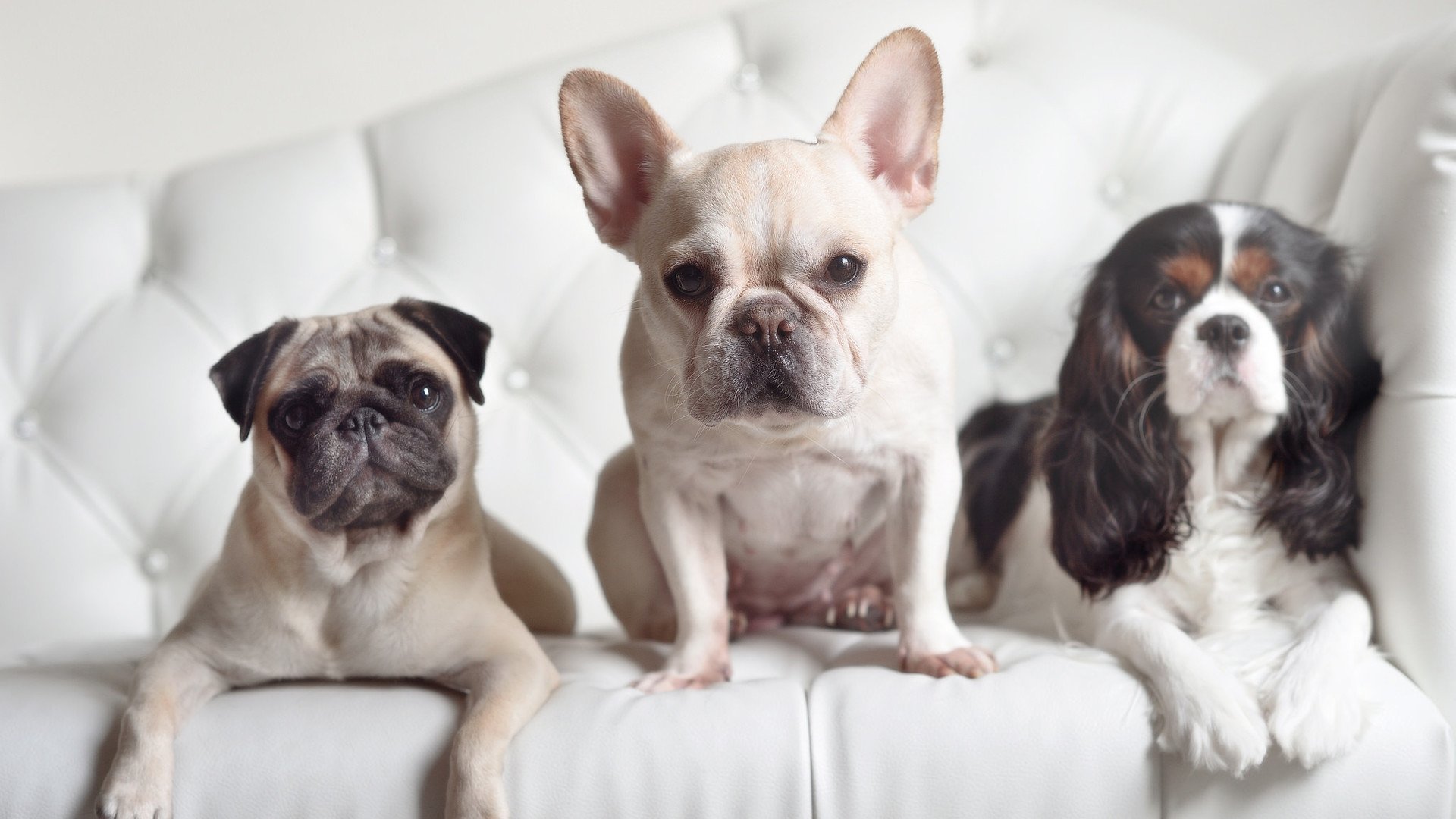 《使命召唤》联赛与《战地》电竞化进程的深度分析,cod电竞比赛